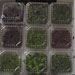 Presentacion Microgreens